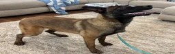 Belgian Malinois dogs for sale: Belgian Malinois Puppy 4 - Ad 5