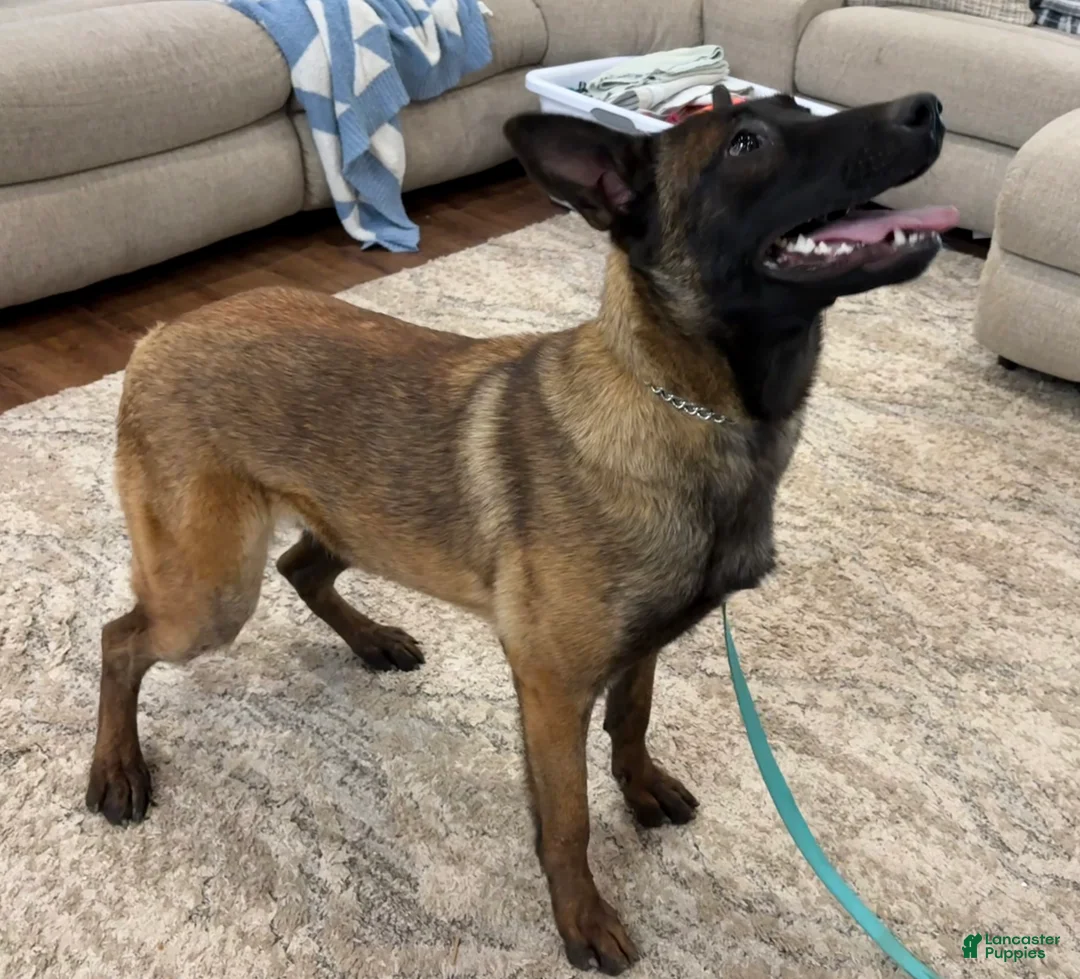 Belgian Malinois dogs for sale: Belgian Malinois Puppy 4 - Ad 5