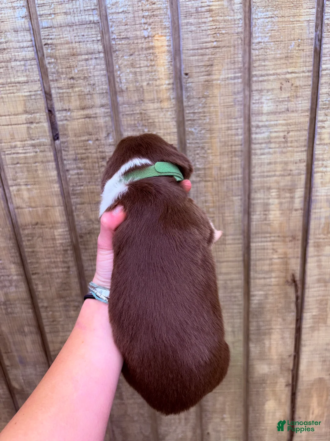 Australian Shepherd dogs for sale: Australian Shepherd Puppy 3 - Ad 2