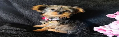 Yorkshire Terrier Puppy 3
