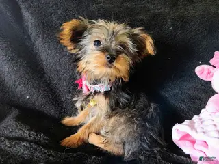 Yorkshire Terrier dogs Yorkshire Terrier Puppy 3 - Ad 25