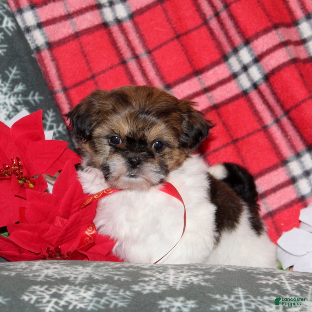 Shih Tzu dogs for sale: Mopsey  - Ad 1