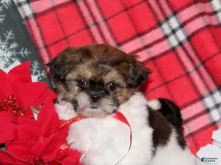 Shih Tzu dogs Mopsey - Ad 18