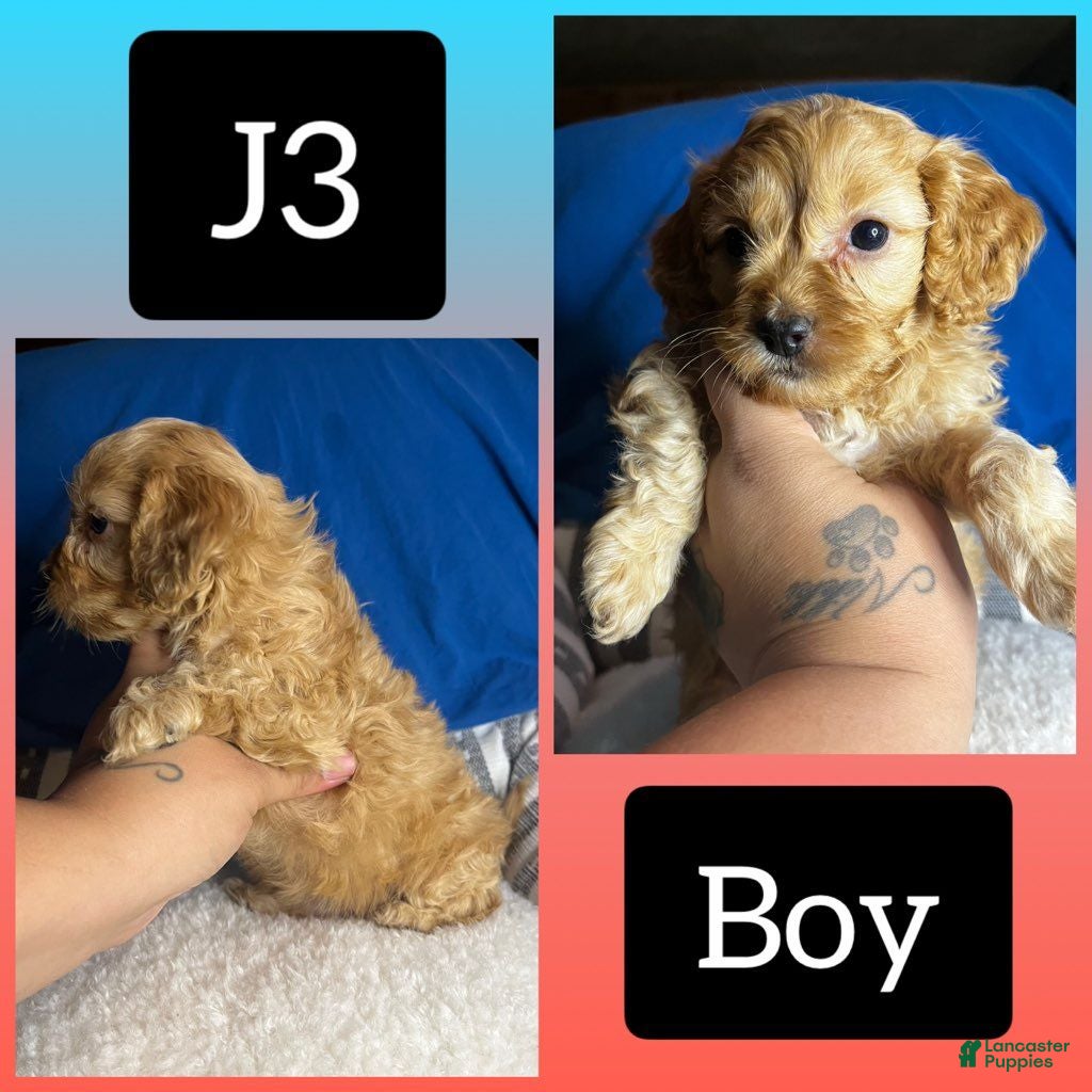 Cavapoo dogs Cavapoo 3 - Ad 14