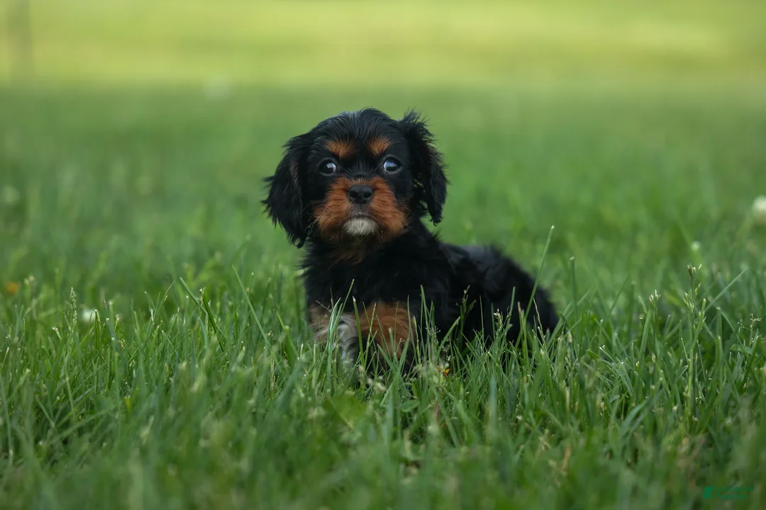 Cavalier King Charles Spaniel dogs for sale: Kona 💛🐾 - Ad 1