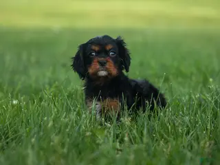 Cavalier King Charles Spaniel dogs for sale: Kona 💛🐾 - Ad 2
