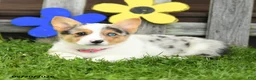 Welsh Corgi Pembroke dogs for sale: Bella    - Ad 4