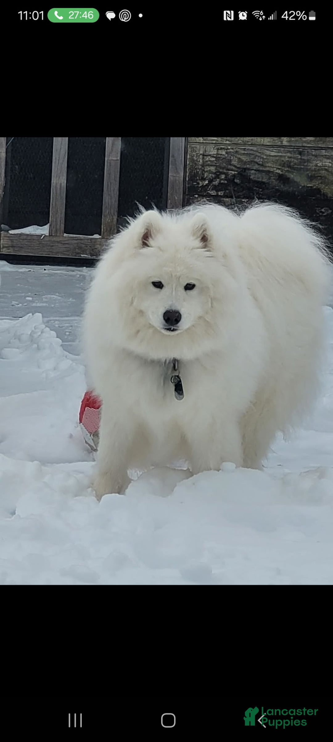 Samoyed dogs for sale: Samoyed Puppy 3 - Ad 2