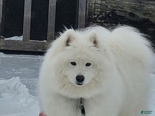 Samoyed dogs Samoyed Puppy 3 - Ad 9