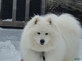 Samoyed dogs Samoyed Puppy 3 - Ad 13