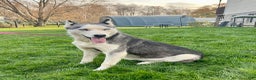 Siberian Husky dogs for sale: Fia - Ad 6