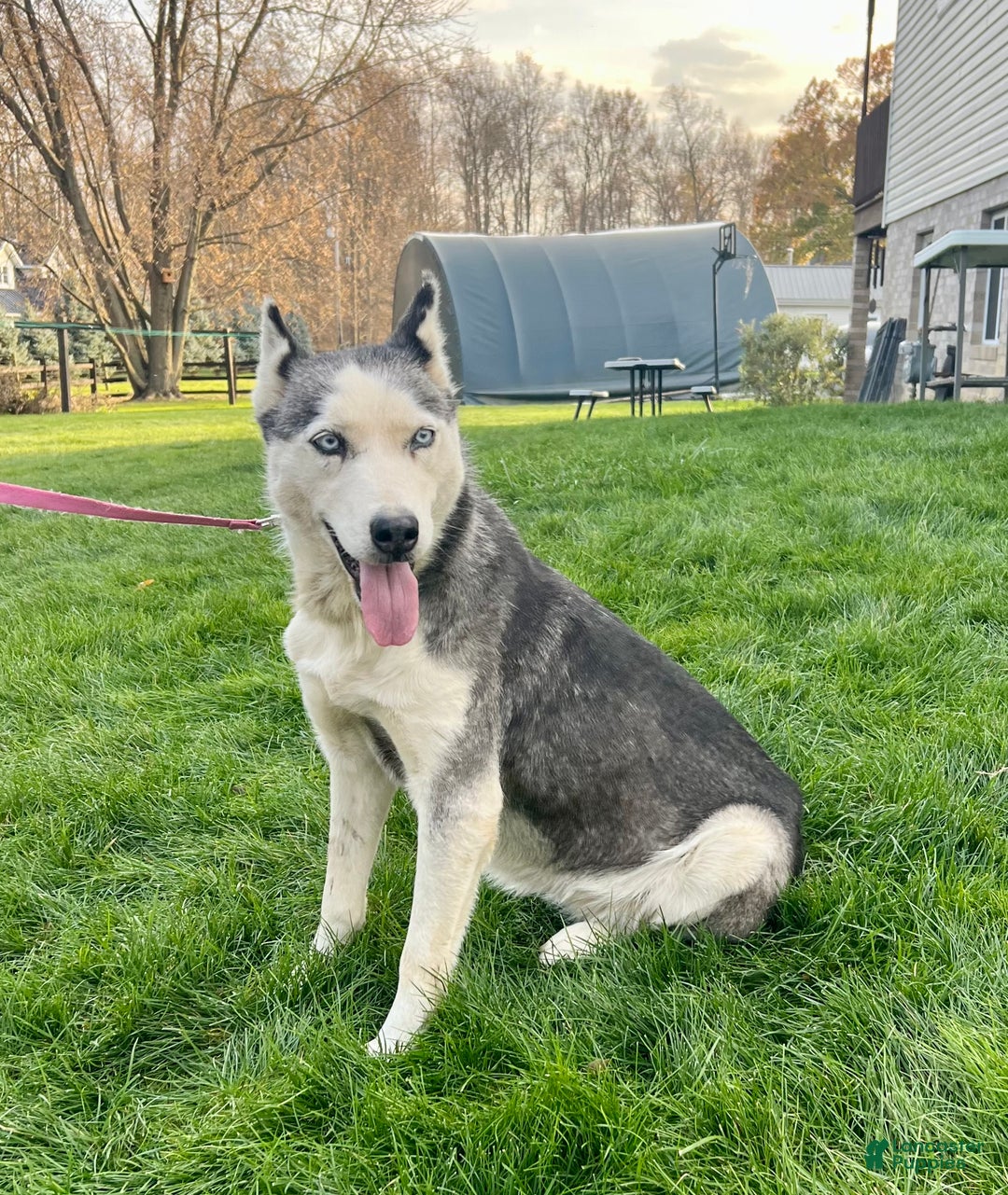 Siberian Husky dogs for sale: Fia - Ad 6