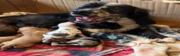 Cocker Spaniel dogs for sale: Cocker Spaniel 1 - Ad 5