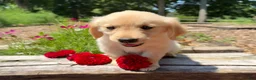 Golden Retriever dogs for sale: Nolan - Ad 3