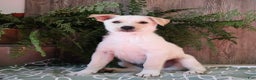 Mixed Breed dogs for sale: Axel - Ad 1