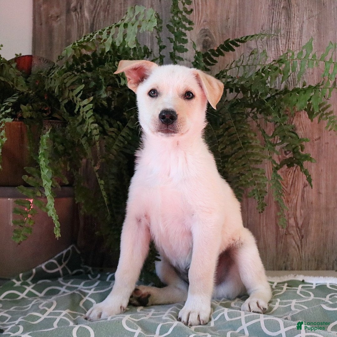 Mixed Breed dogs for sale: Axel - Ad 1
