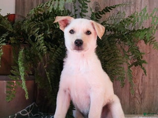 Mixed Breed dogs Axel - Ad 36