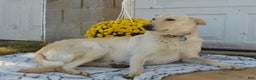 Mixed Breed dogs for sale: Allie - Ad 6