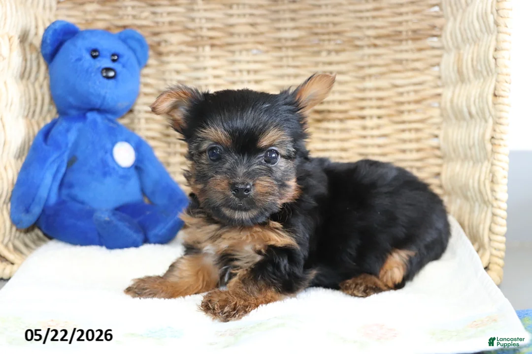 Yorkshire Terrier dogs for sale: Rosie - Ad 1