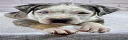 American Bully dogs for sale: XL American Bully Puppy Female - Ad 14
