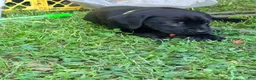 Cane Corso dogs for sale: Dean AKC green collar - Ad 8