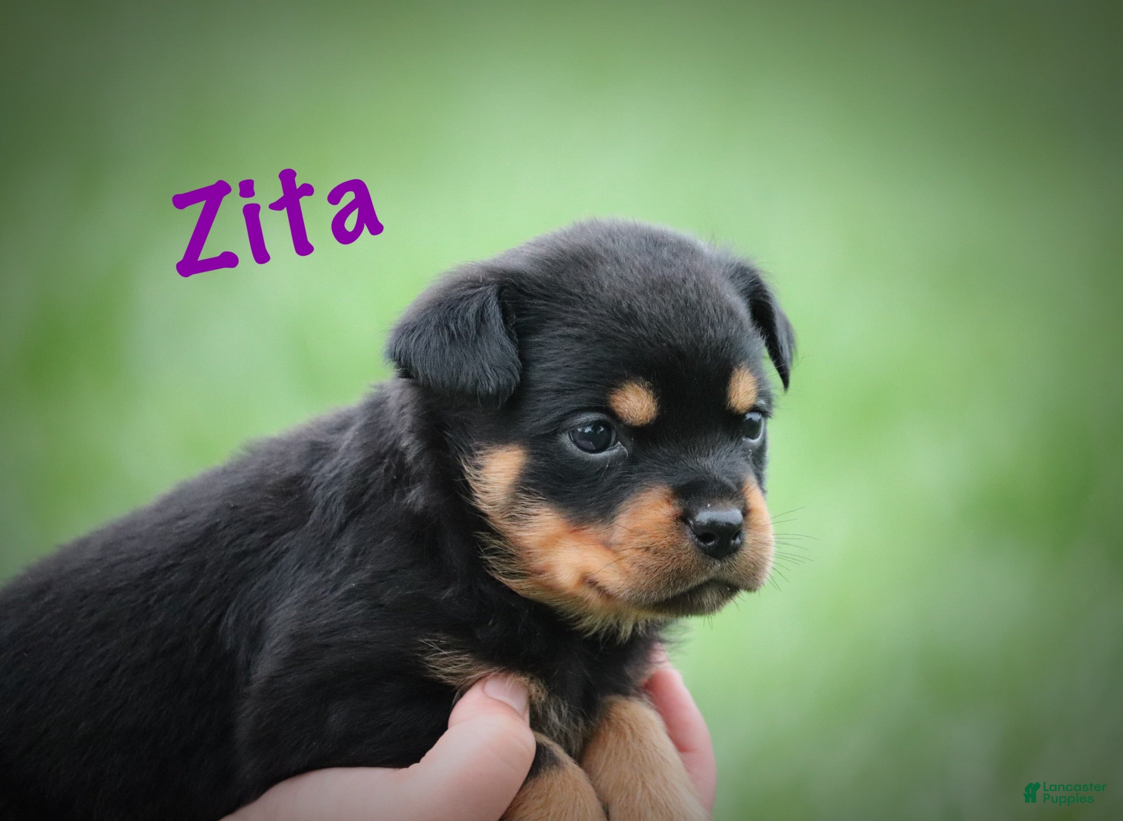 Rottweiler dogs Zita w LONG TAIL  - Ad 1