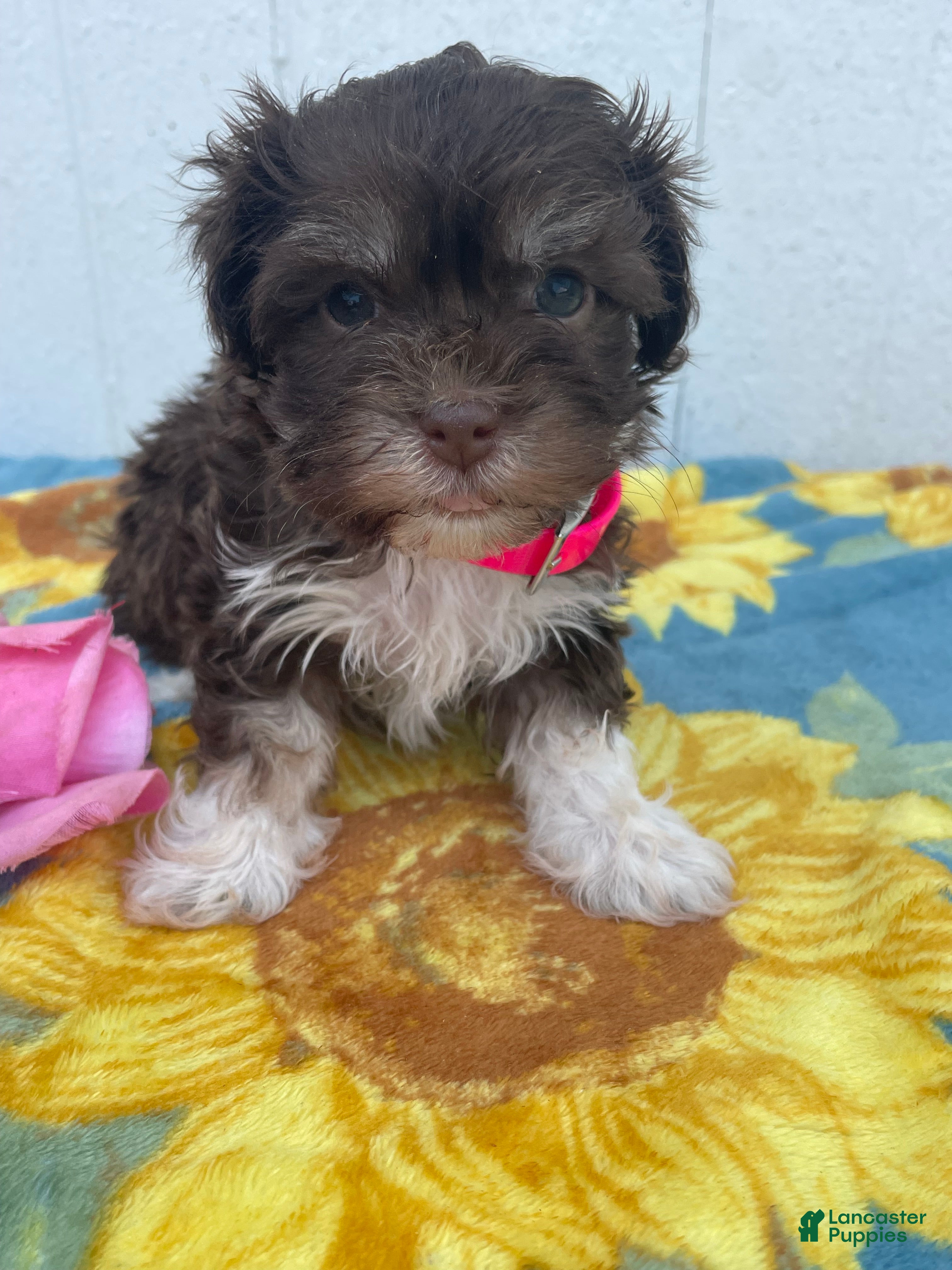 Havanese dogs Cuddles - Ad 28