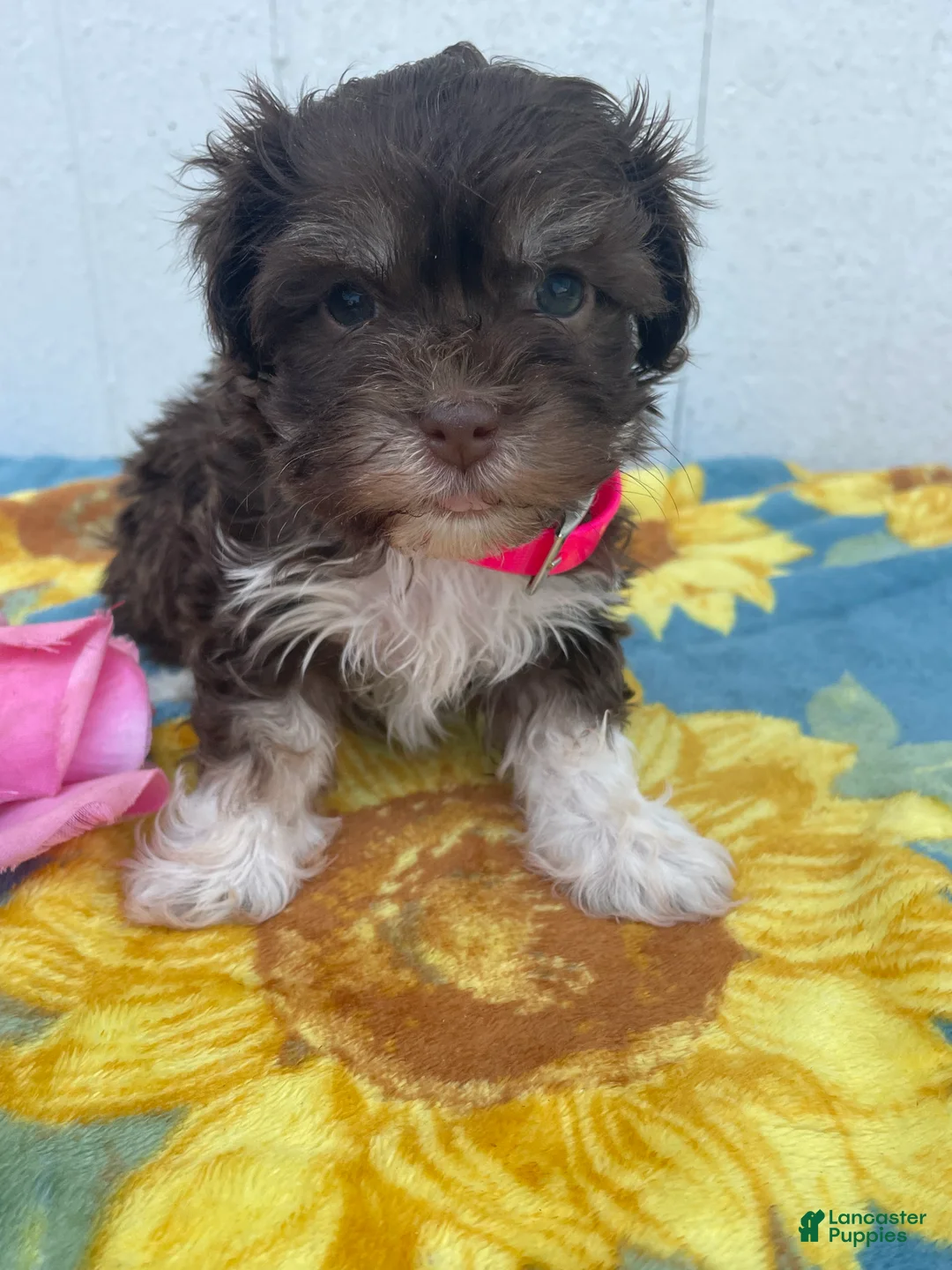 Havanese dogs for sale: Cuddles - Ad 1