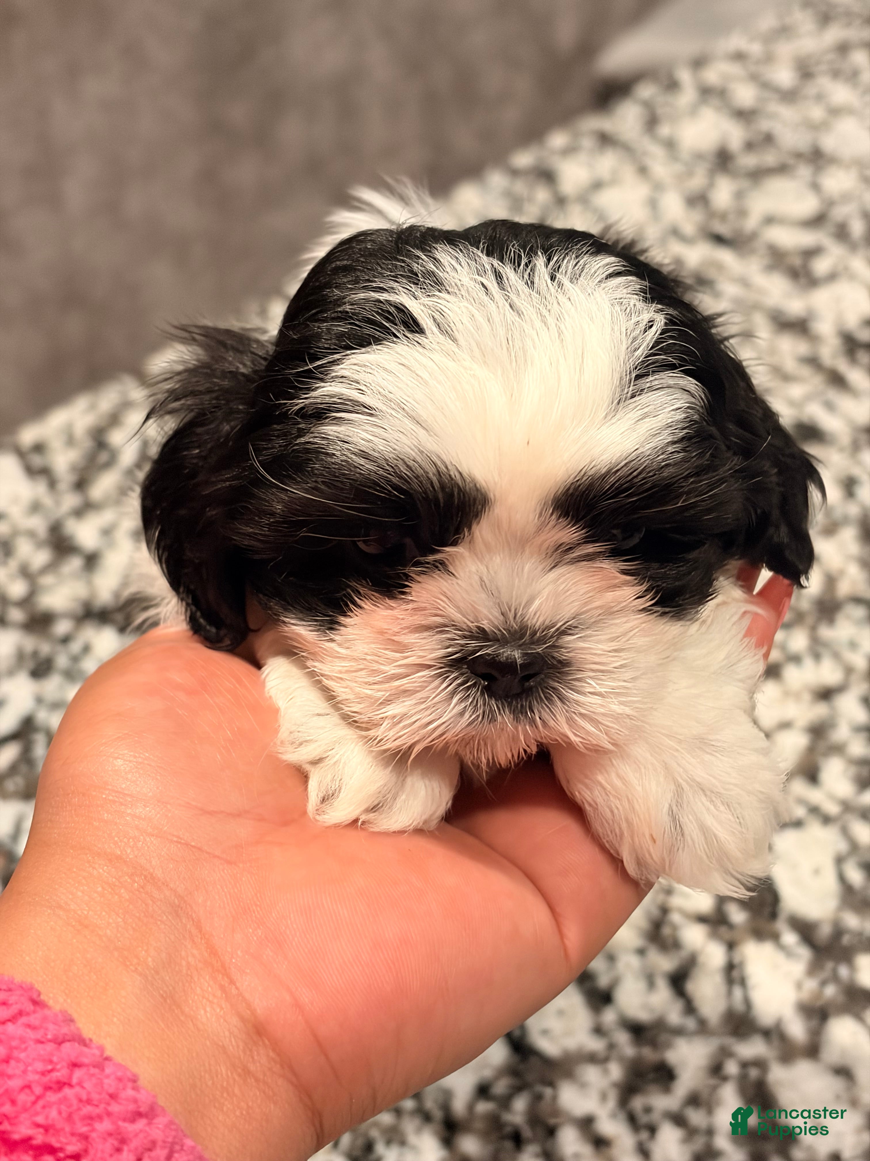 Shih Tzu dogs Shih Tzu 3 - Ad 19