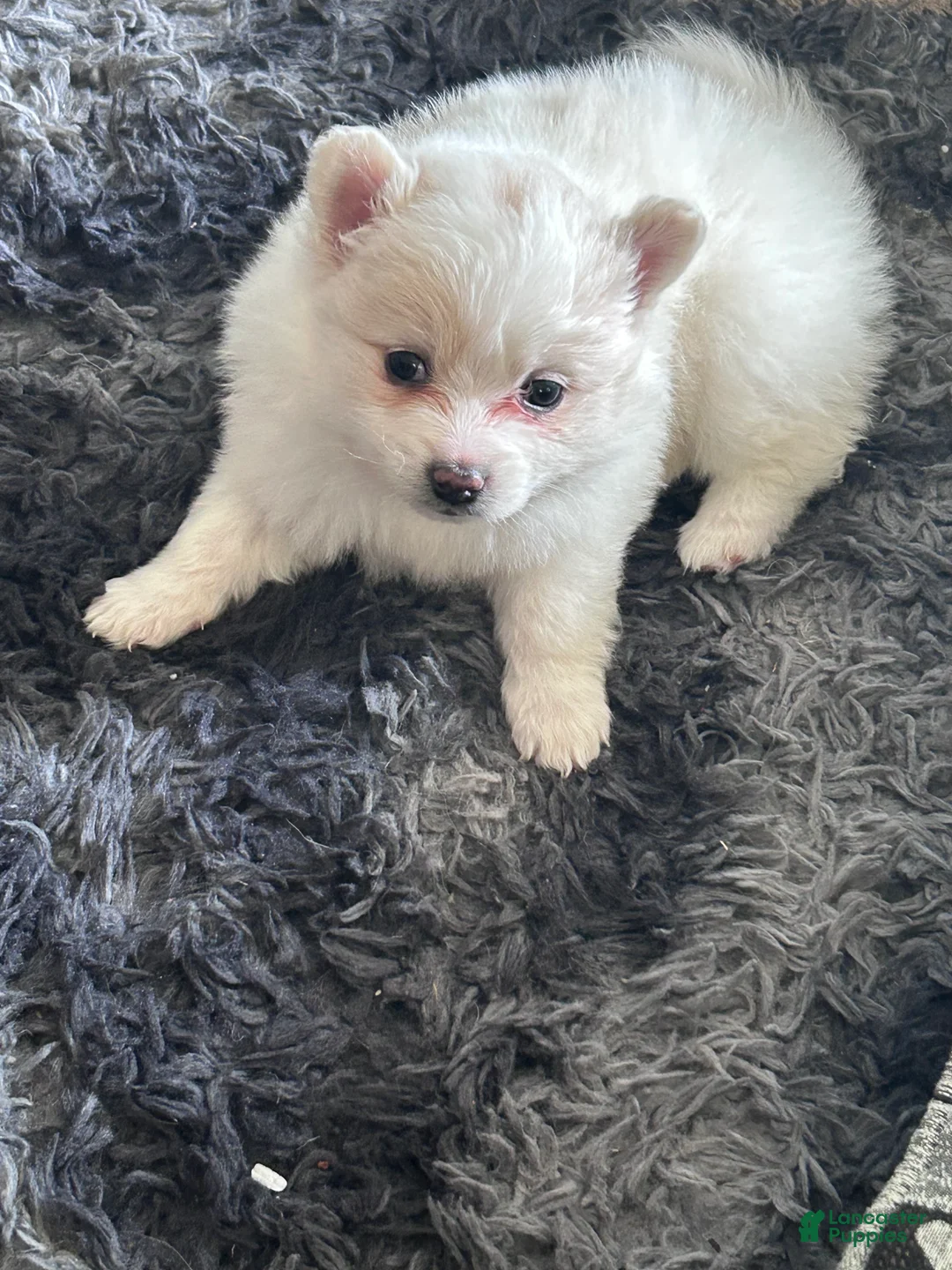 Pomeranian dogs for sale: Pomeranian 1 - Ad 4