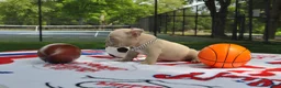 American Bully dogs for sale: American Bully Puppy 1 - Ad 2