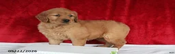 Golden Retriever dogs for sale: Robin - Ad 4