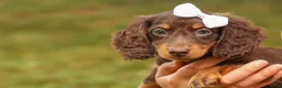 Miniature Dachshund dogs for sale: BRANDY - Ad 6
