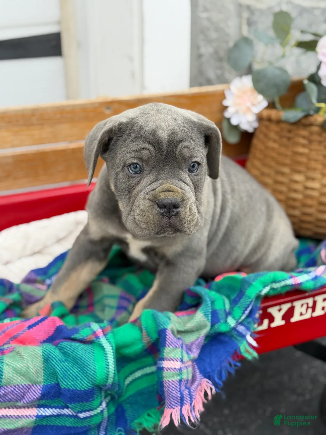 Cane Corso dogs for sale: Arlo - Ad 3