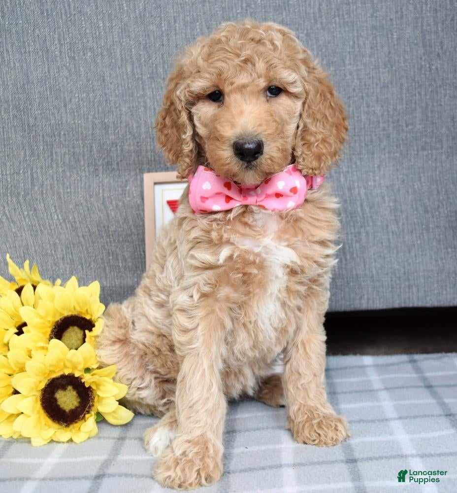 Standard Poodle dogs Camilla  - Ad 24