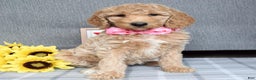 Standard Poodle dogs for sale: Camilla  - Ad 1