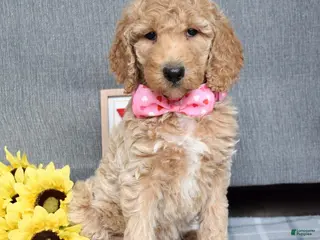 Standard Poodle dogs Camilla - Ad 17