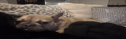French Bulldog dogs for sale: Steele  - Ad 4