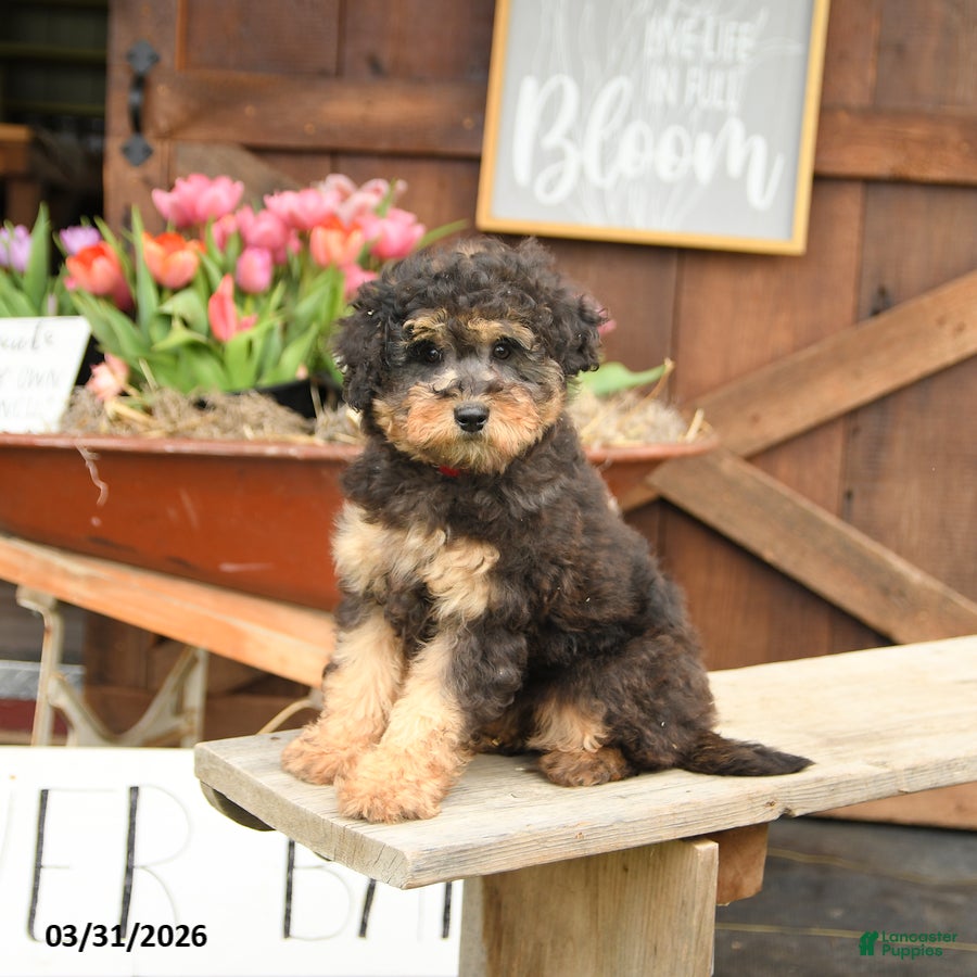 Mini Goldendoodle dogs Georgie - Ad 1