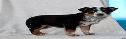 Australian Cattle Dog dogs for sale: Lucy - Ad 6