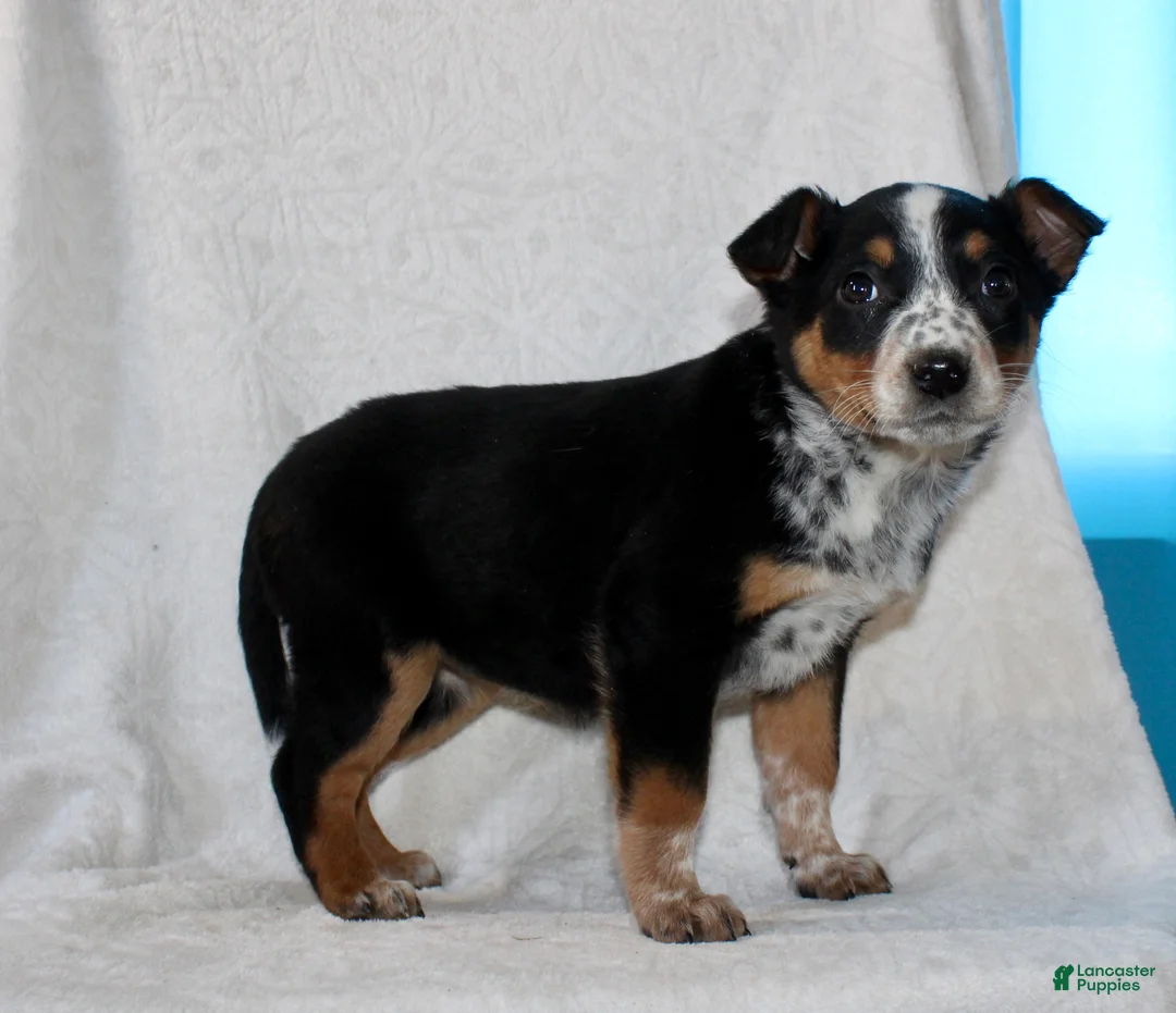 Australian Cattle Dog dogs for sale: Lucy - Ad 6
