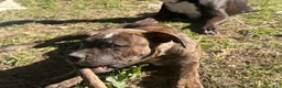 American Bully dogs for sale: American Bully 2.    (Angus) - Ad 3