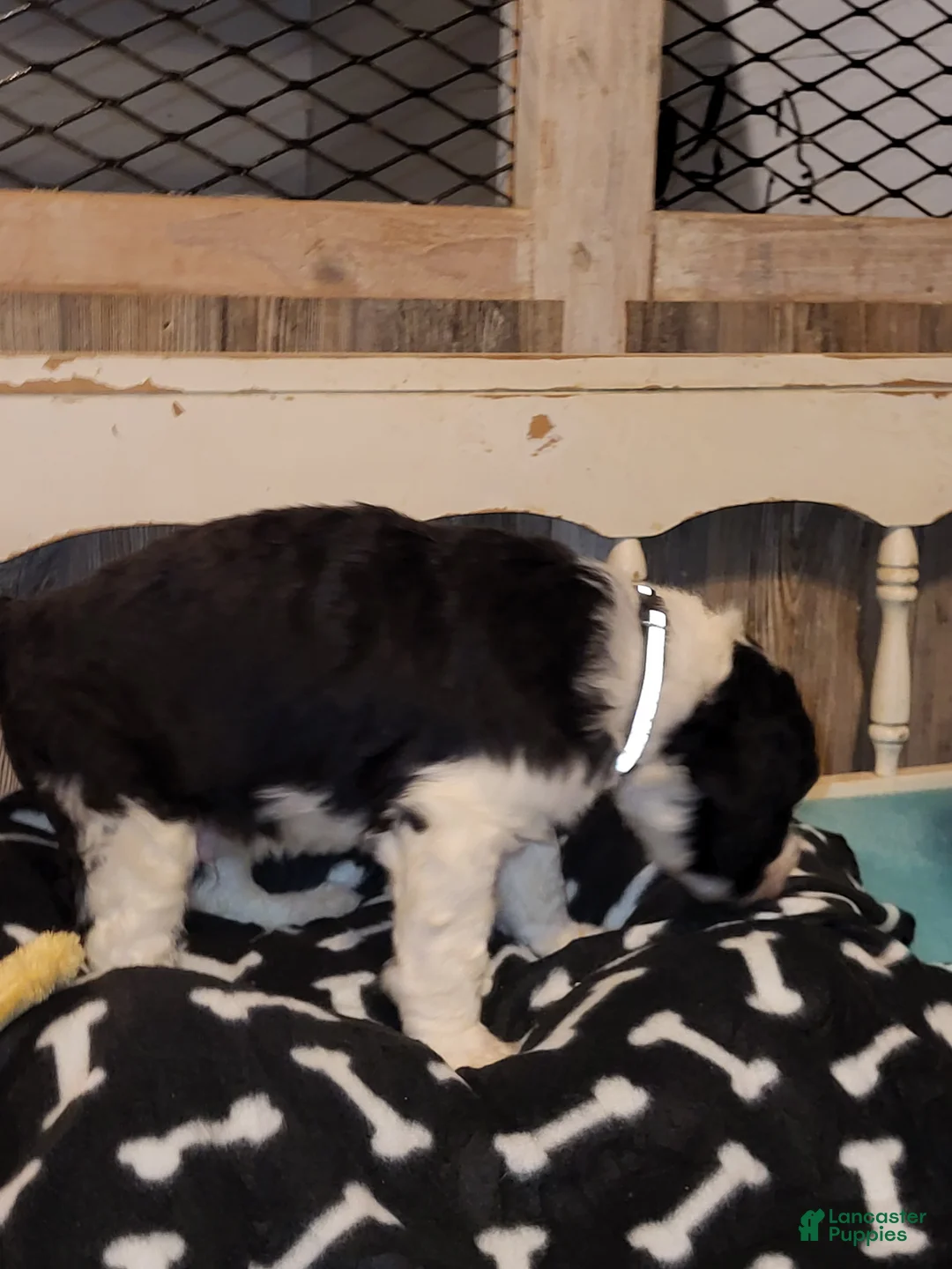 Aussiedoodle dogs for sale: Aussiedoodle Puppy 1 - Ad 2