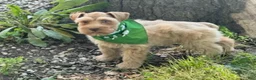 Schnauzer dogs for sale: Summer - Ad 4