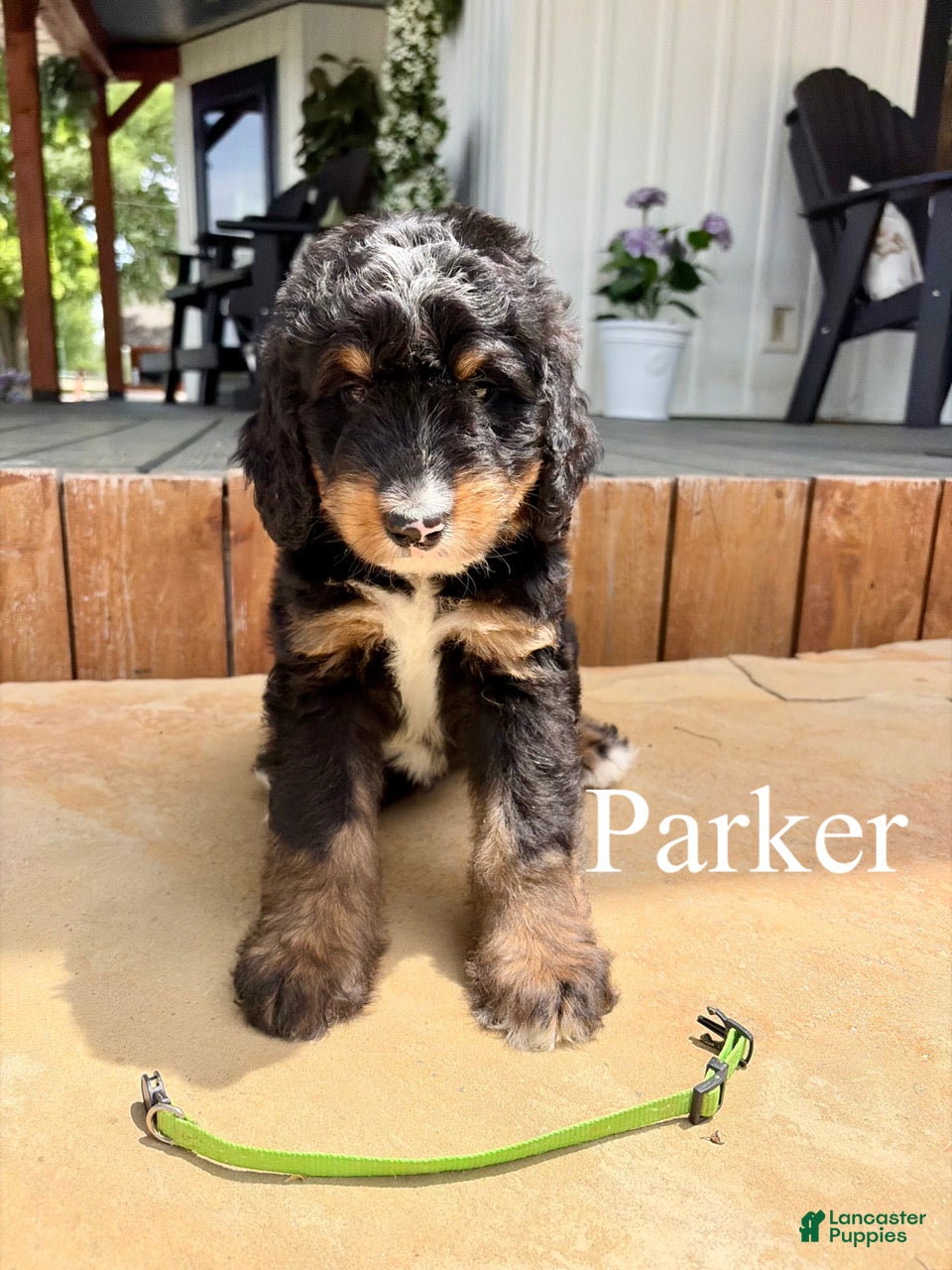 Bernedoodle dogs Parker - Ad 1