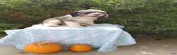 Cockapoo dogs for sale: Nick - Ad 7