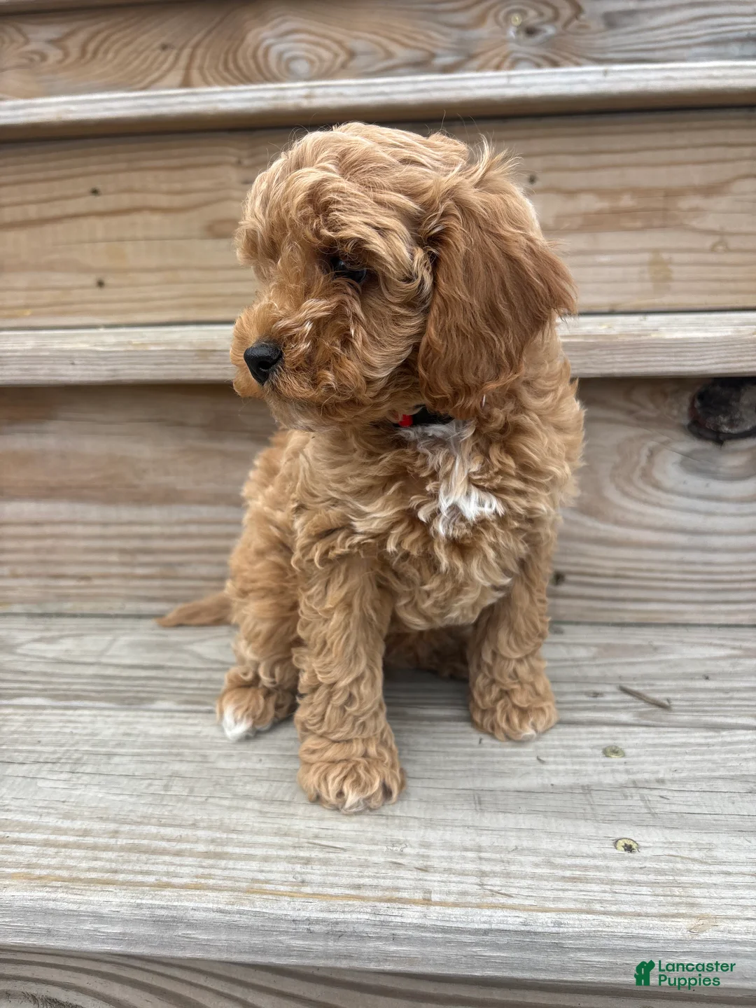Cavapoo dogs for sale: Tucker  - Ad 2