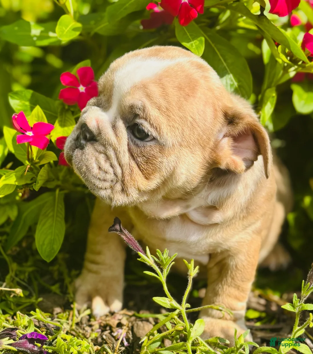 English Bulldog dogs for sale: Roby - 73727 - Ad 1