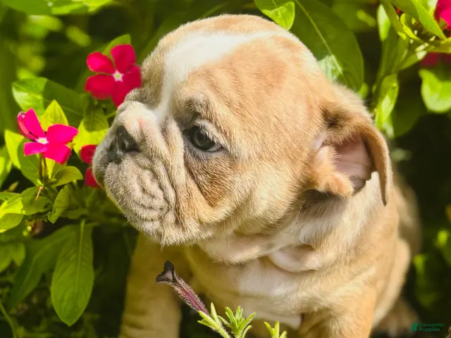 English Bulldog dogs for sale: Roby - 73727 - Ad 1
