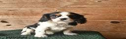 Cavalier King Charles Spaniel dogs for sale: Opie  - Ad 3